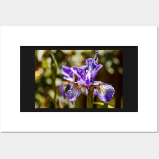 Blue Siberian Iris Posters and Art